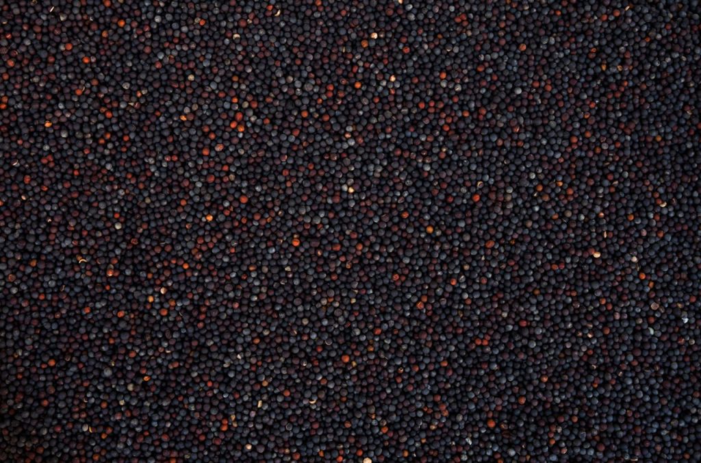 Canola Seeds